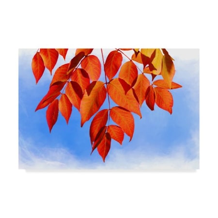 Trademark Fine Art Ata Alishahi 'Red Leaves' Canvas Art, 12x19 ALI22334-C1219GG